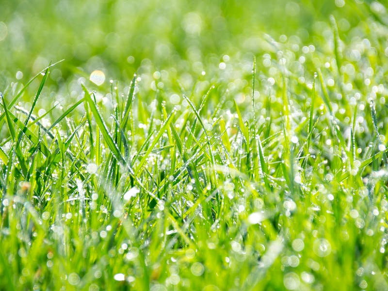 Lawn aeration service example